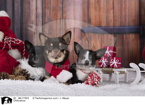 Chihuahus / Chihuahus / JM-17593