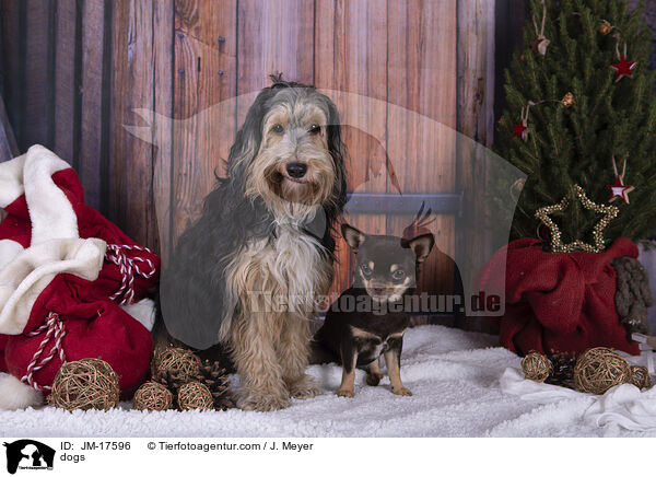 Hunde / dogs / JM-17596
