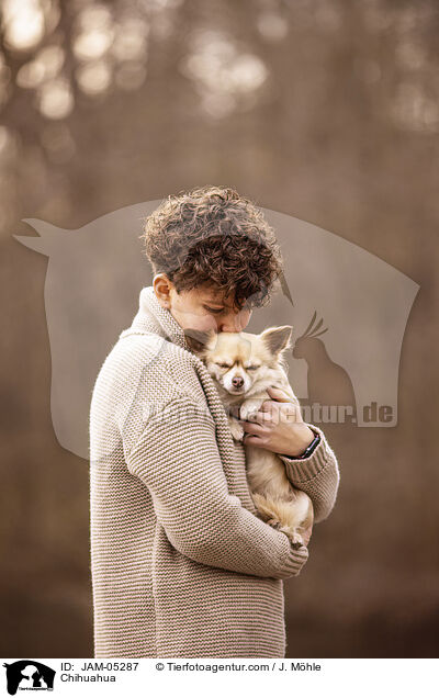 Chihuahua / Chihuahua / JAM-05287