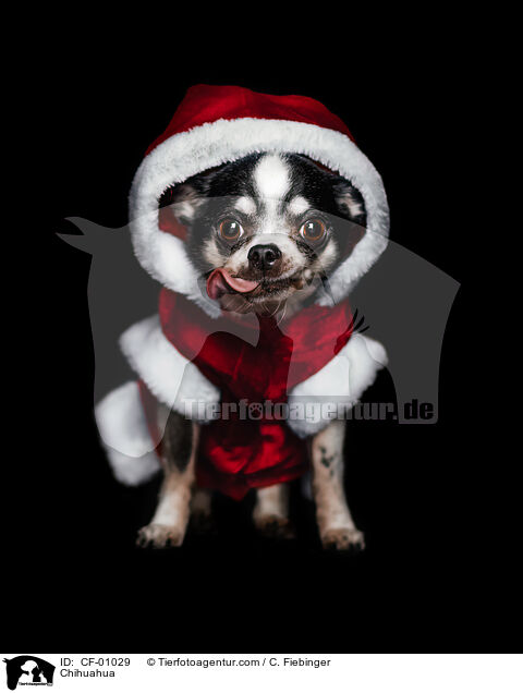 Chihuahua / Chihuahua / CF-01029