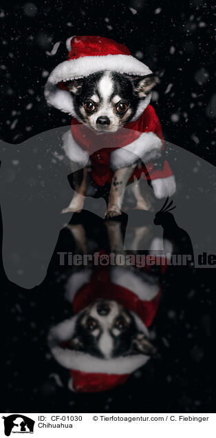 Chihuahua / Chihuahua / CF-01030