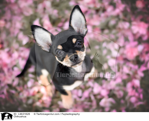 Chihuahua / Chihuahua / LM-01626