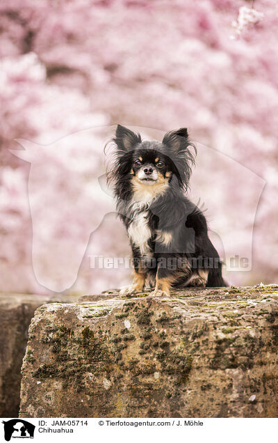 Chihuahua / JAM-05714