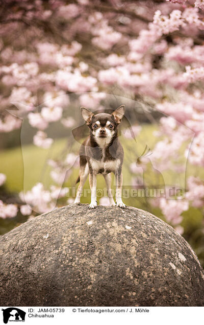 Chihuahua / JAM-05739