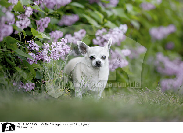 Chihuahua / AH-07293