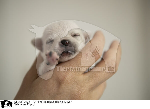 Chihuahua Welpe / Chihuahua Puppy / JM-19583