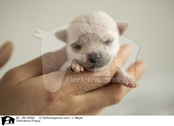 Chihuahua Welpe / Chihuahua Puppy / JM-19584