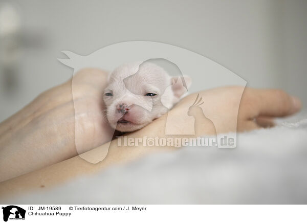 Chihuahua Welpe / Chihuahua Puppy / JM-19589