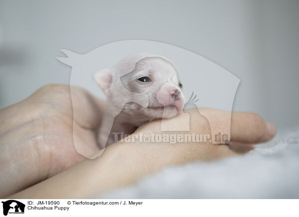 Chihuahua Welpe / Chihuahua Puppy / JM-19590