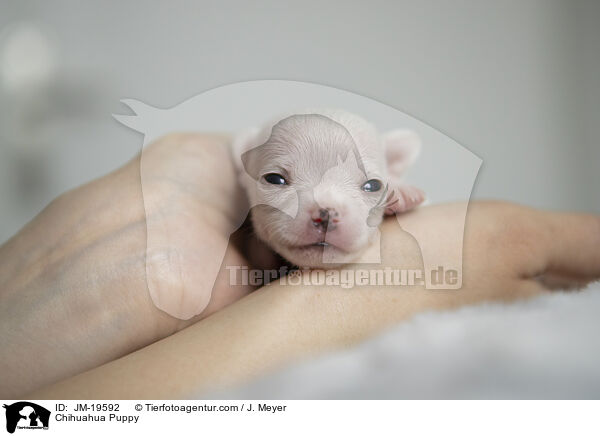 Chihuahua Welpe / Chihuahua Puppy / JM-19592
