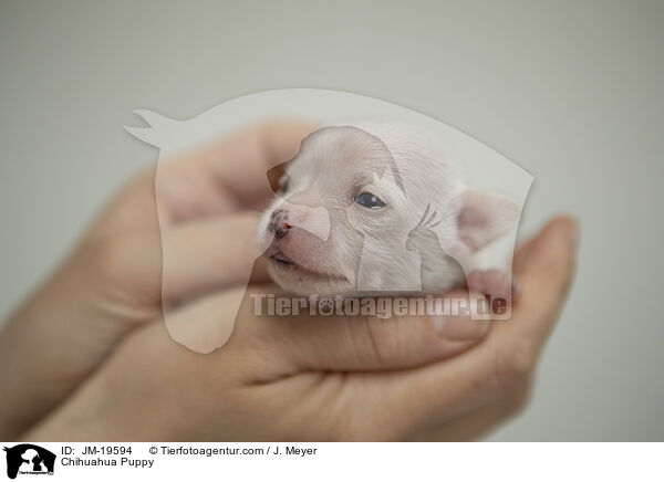 Chihuahua Welpe / Chihuahua Puppy / JM-19594
