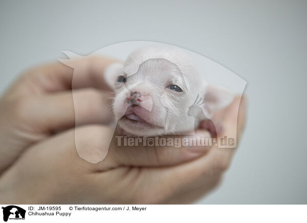 Chihuahua Welpe / Chihuahua Puppy / JM-19595