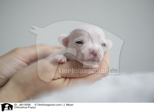 Chihuahua Welpe / Chihuahua Puppy / JM-19596