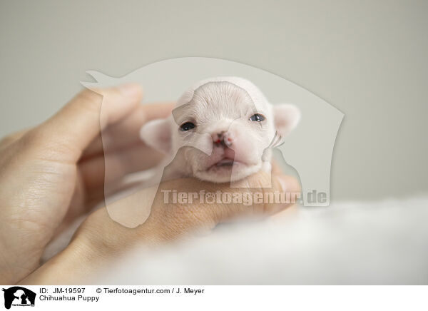 Chihuahua Welpe / Chihuahua Puppy / JM-19597