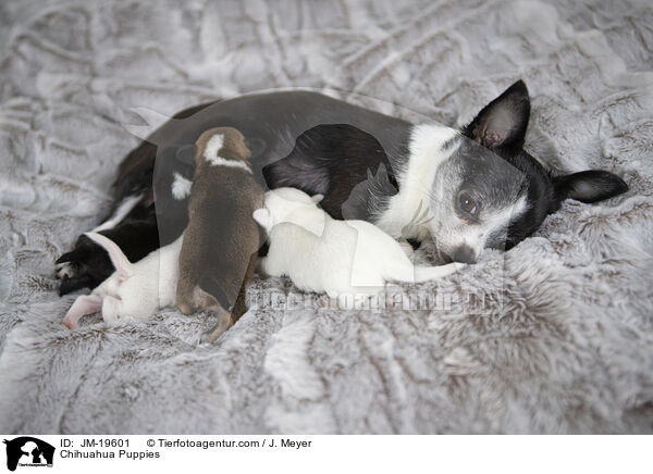 Chihuahua Puppies / JM-19601
