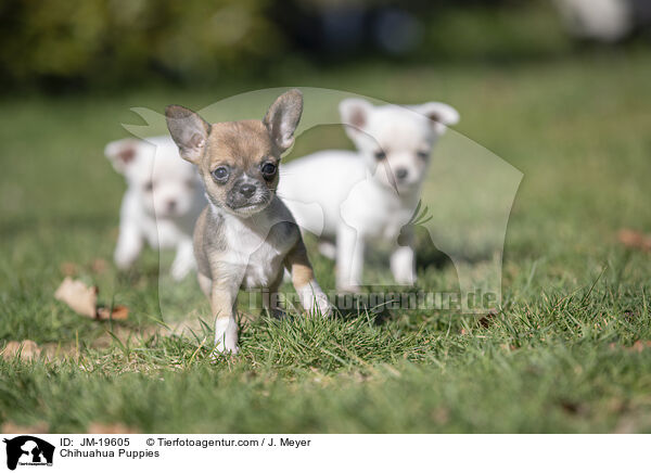 Chihuahua Puppies / JM-19605