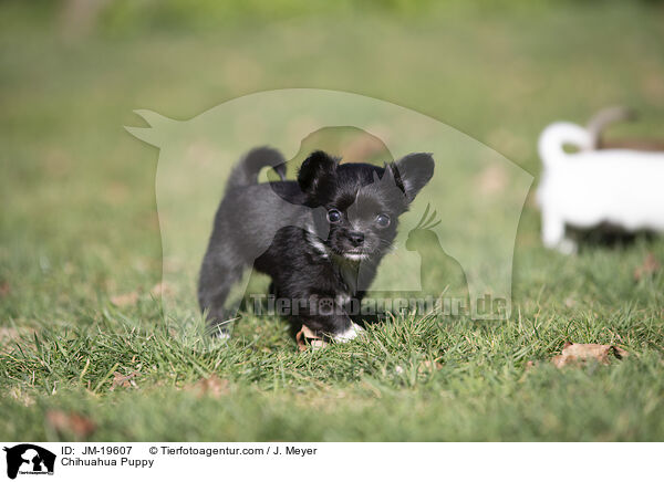Chihuahua Puppy / JM-19607