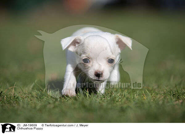 Chihuahua Puppy / JM-19609