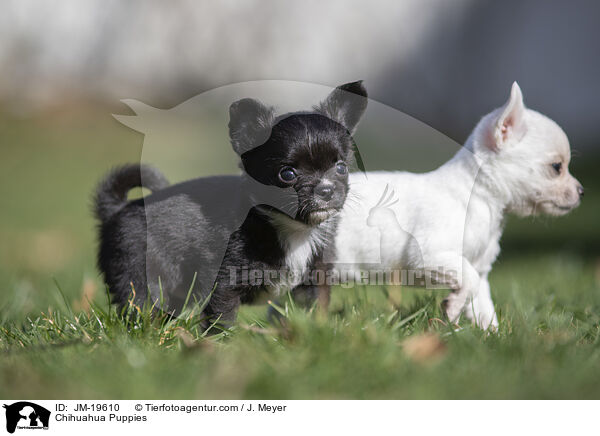 Chihuahua Puppies / JM-19610