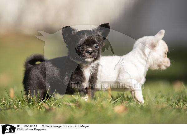 Chihuahua Puppies / JM-19611