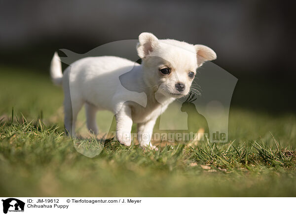 Chihuahua Puppy / JM-19612