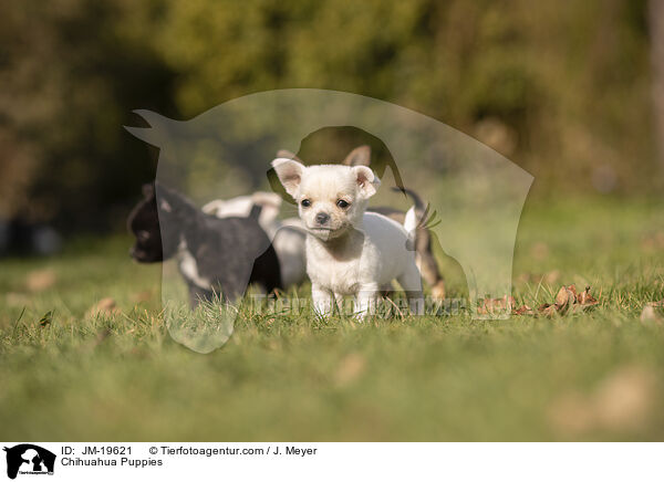 Chihuahua Puppies / JM-19621