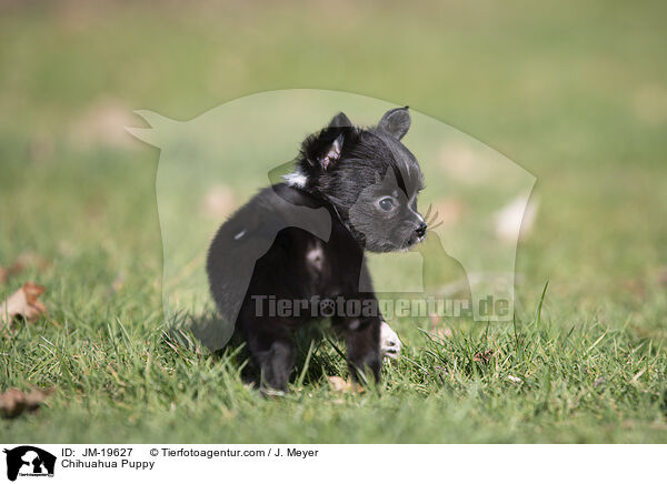 Chihuahua Puppy / JM-19627