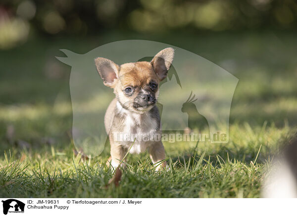 Chihuahua Puppy / JM-19631