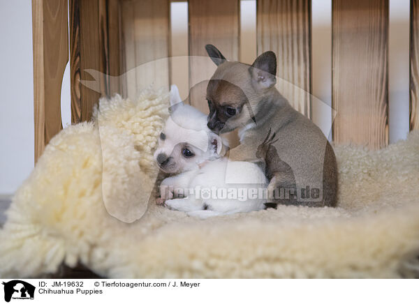 Chihuahua Puppies / JM-19632