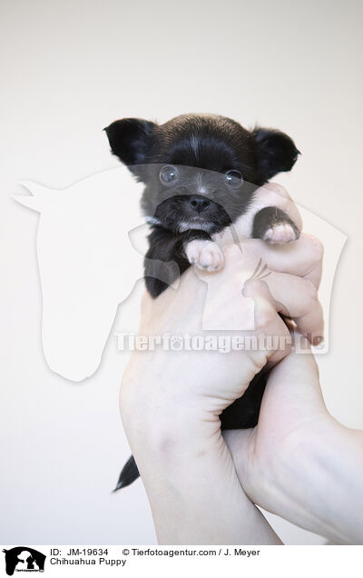 Chihuahua Welpe / Chihuahua Puppy / JM-19634