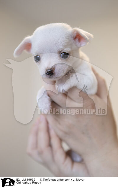 Chihuahua Welpe / Chihuahua Puppy / JM-19635