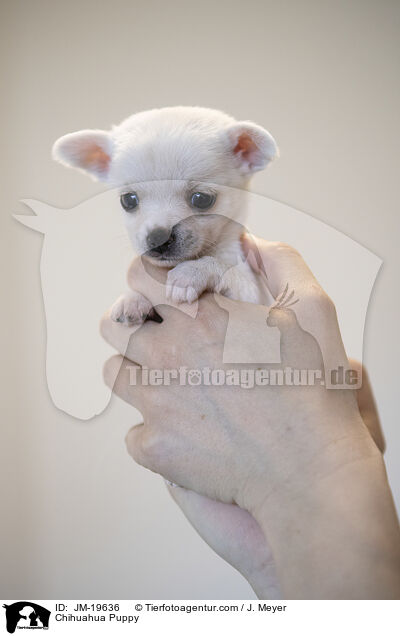 Chihuahua Welpe / Chihuahua Puppy / JM-19636