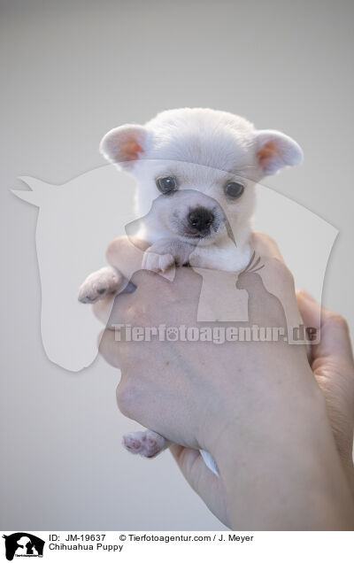 Chihuahua Welpe / Chihuahua Puppy / JM-19637