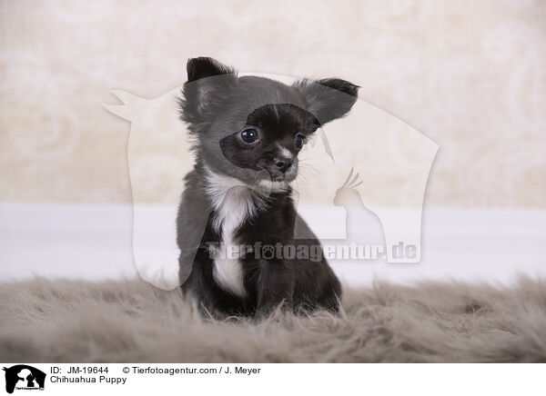 Chihuahua Puppy / JM-19644