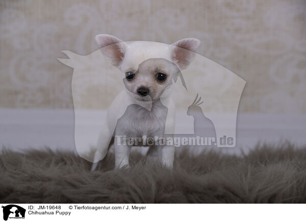 Chihuahua Puppy / JM-19648