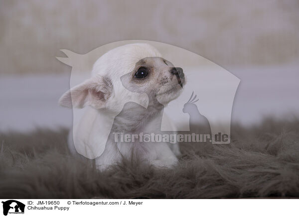 Chihuahua Puppy / JM-19650