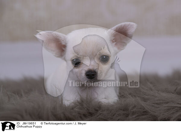 Chihuahua Puppy / JM-19651