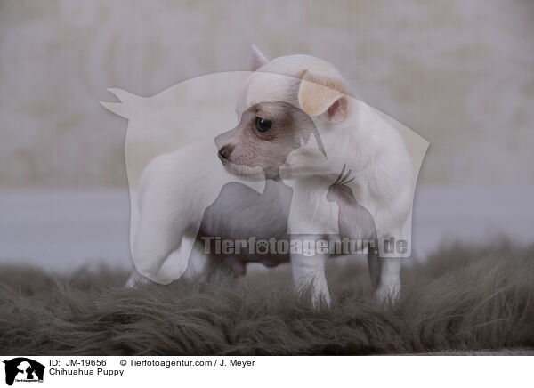 Chihuahua Puppy / JM-19656