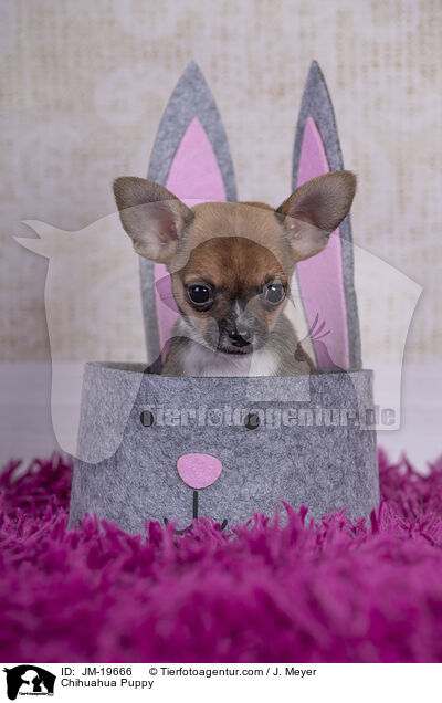 Chihuahua Puppy / JM-19666