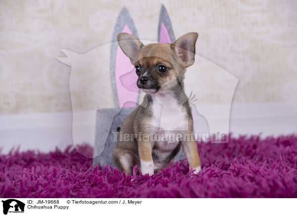 Chihuahua Puppy / JM-19668