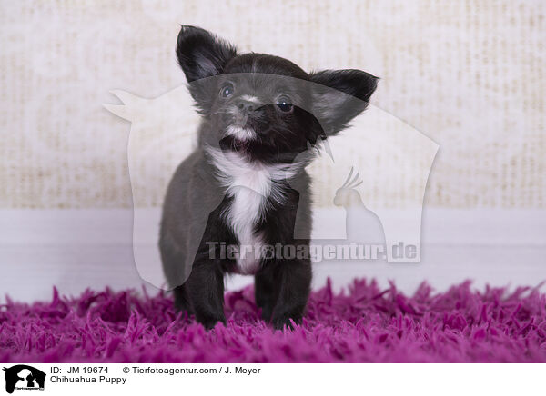 Chihuahua Puppy / JM-19674