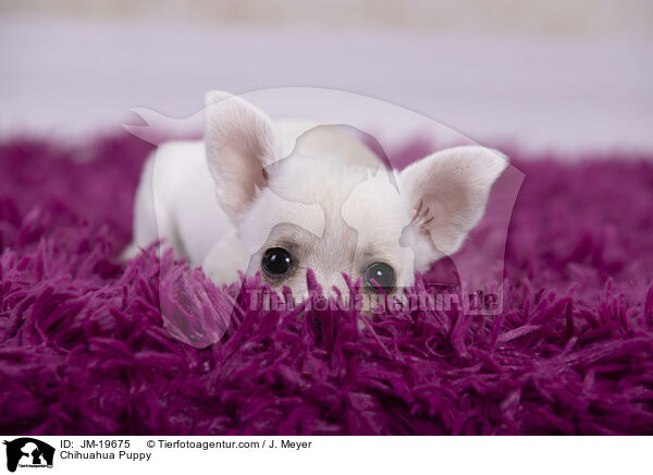 Chihuahua Puppy / JM-19675