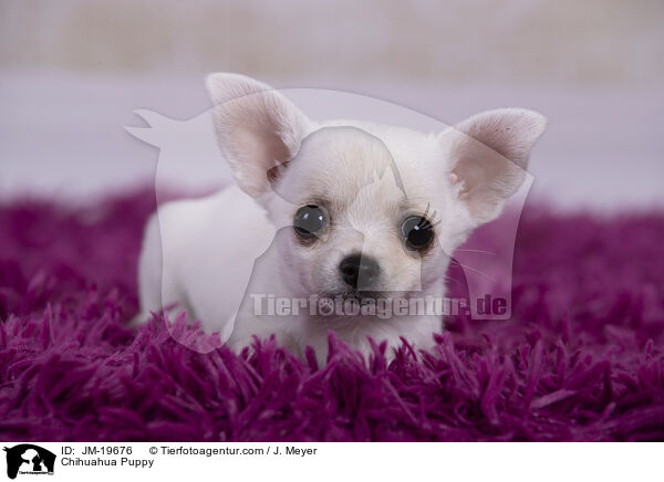 Chihuahua Puppy / JM-19676