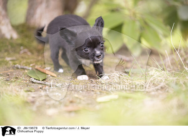 Chihuahua Puppy / JM-19678