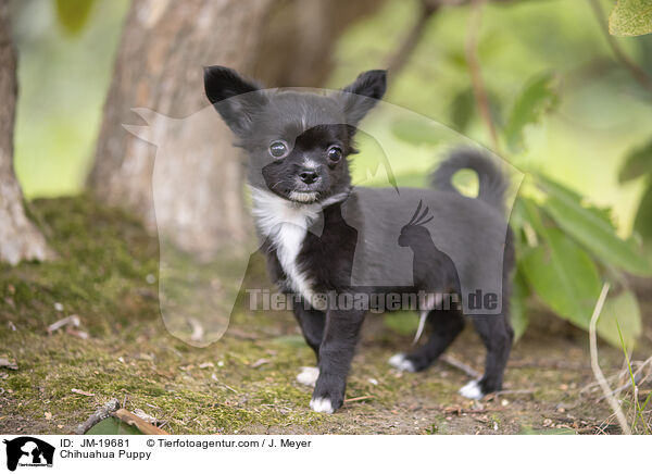 Chihuahua Puppy / JM-19681