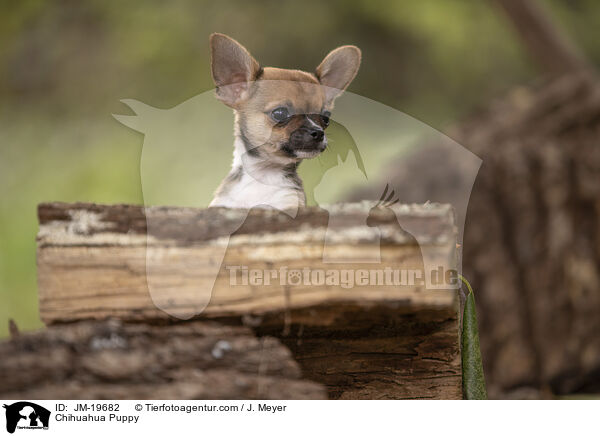 Chihuahua Puppy / JM-19682