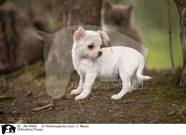Chihuahua Puppy / JM-19683
