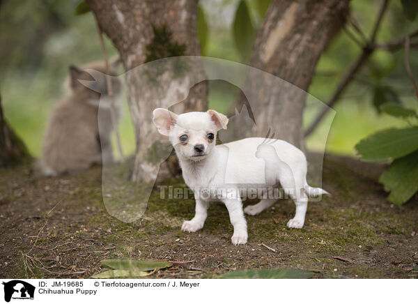 Chihuahua Puppy / JM-19685