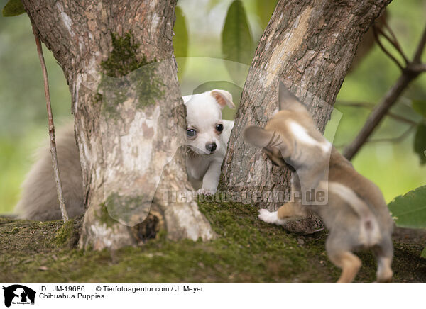 Chihuahua Puppies / JM-19686