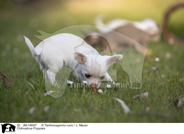 Chihuahua Puppies / JM-19697